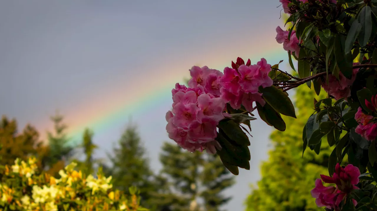 Longer-Range Forecasts Predict Above-Normal Temperatures for Western Washington in Spring