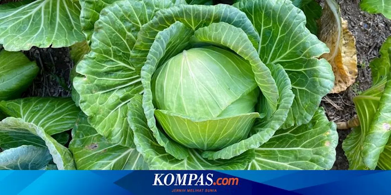 7 Jenis Sayuran yang Bisa Ditanam di Pot dengan Mudah