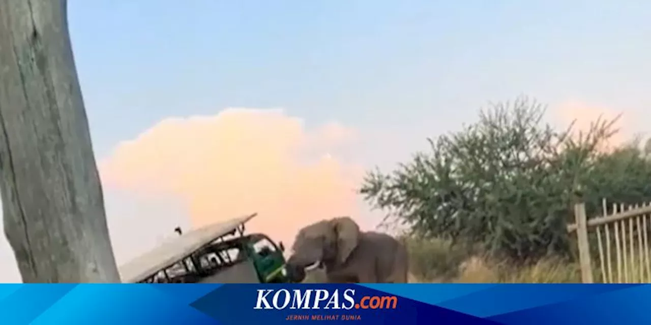 Video Menegangkan Gajah Angkat Truk yang Dipenuhi Turis di Afrika Selatan