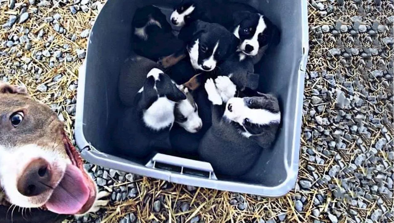 Cagnolina abbandonata ritrova i cuccioli da cui era stata separata: 'Un'emozione incredibile'