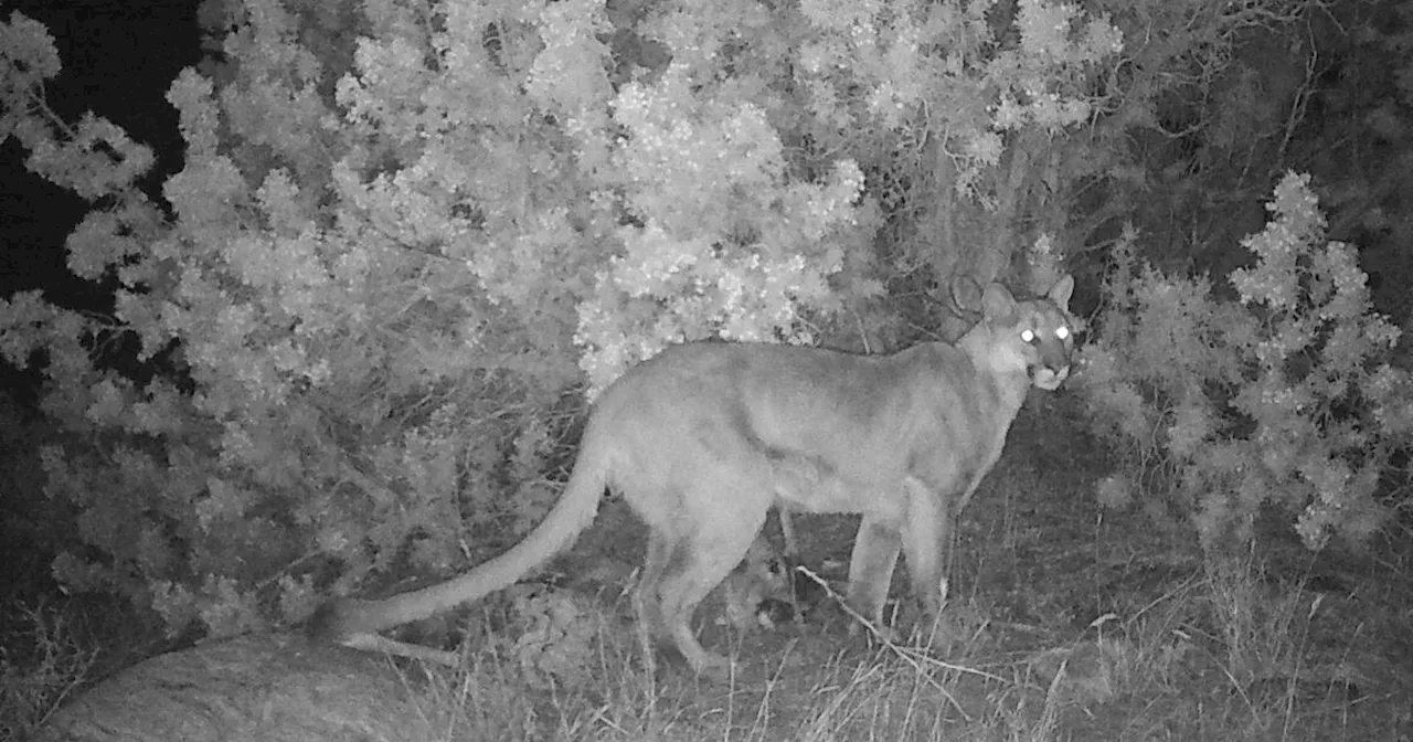 Mountain lion kills man, injures another in Northern California