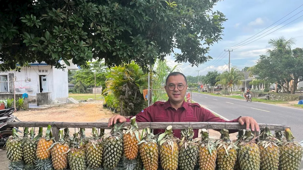 Selangkah Lagi, Nanas Bikang dari Bangka Selatan jadi Indikasi Geografis