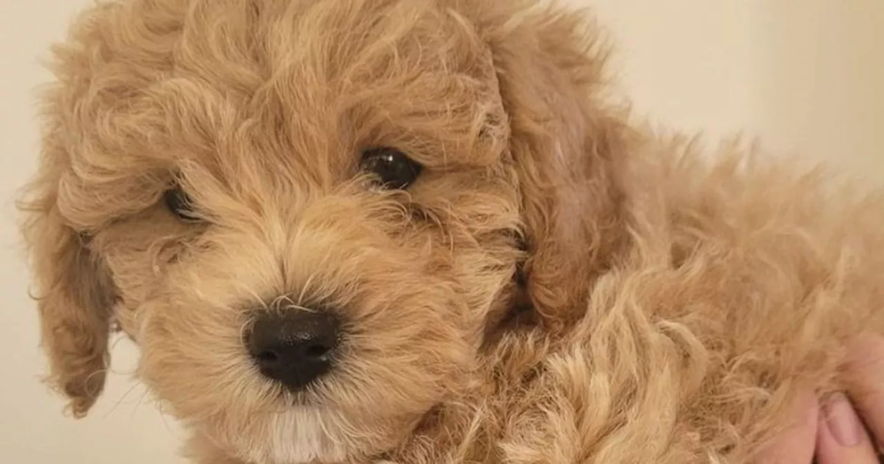 Family heartbroken after Cavapoo puppy mauled to death in Bootle