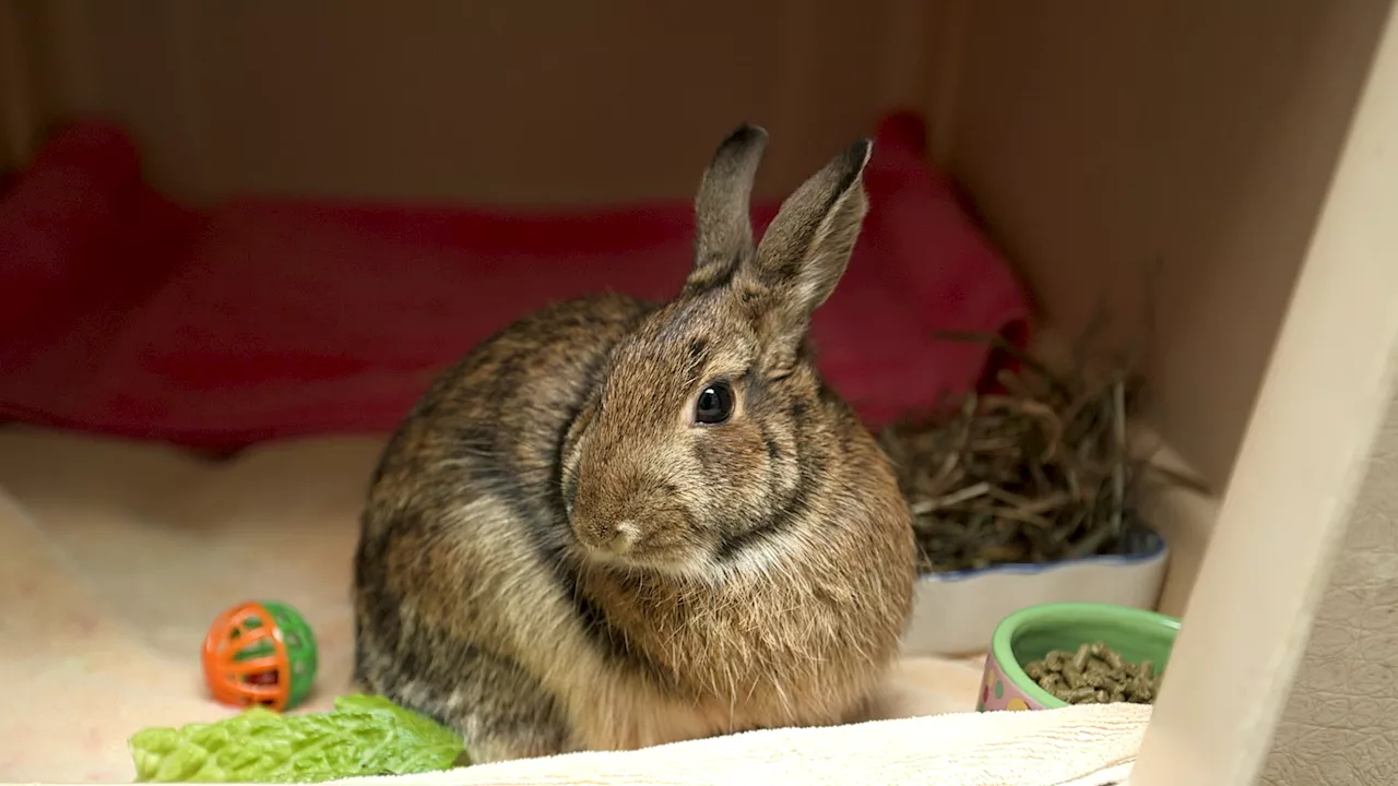 Don't give rabbits as Easter gifts: SoCal animal advocates