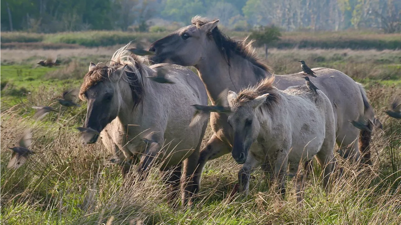 Deutschlands wilder Norden - Schleswig-Holstein