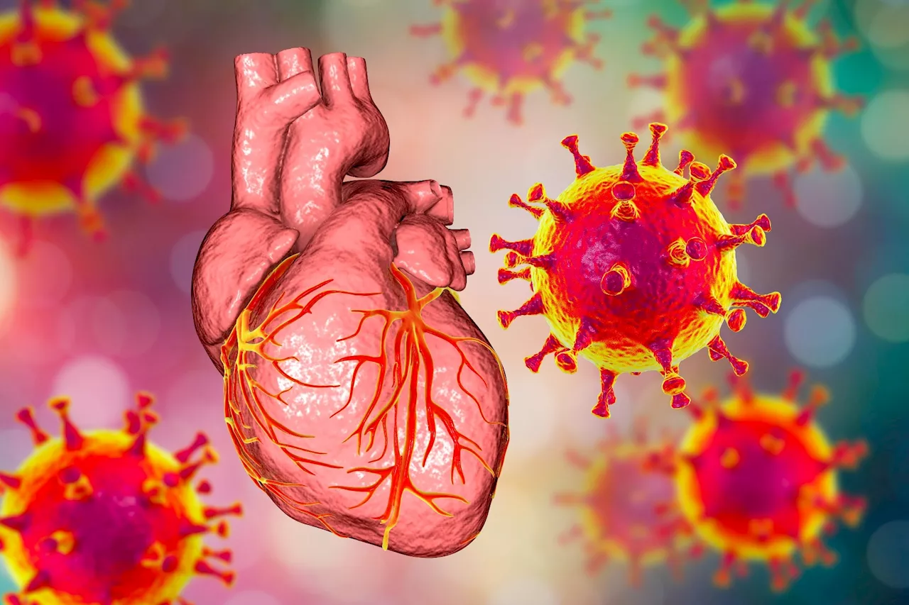 Heart at risk from ARDS: Inflammatory responses fuel cardiovascular complications