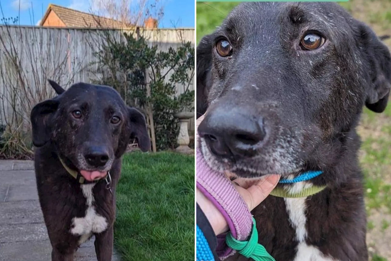 Shelter Dog's Heartbreak After Spending 9 Years Waiting for Forever Home