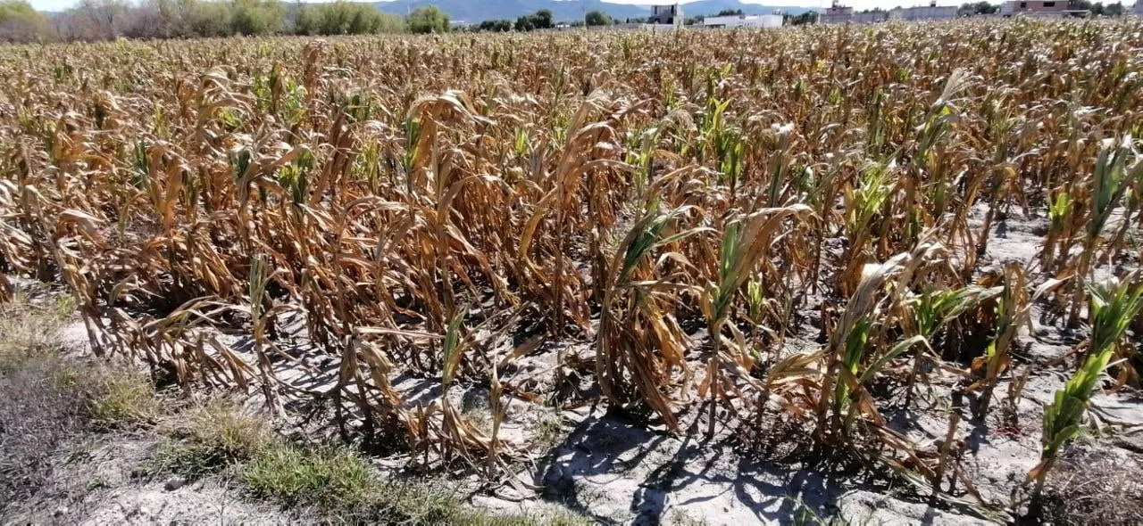 Protegen zonas de recarga de acuíferos a Guanajuato de la escasez de agua