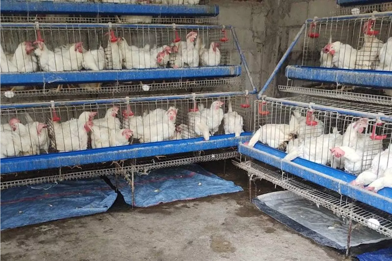 DA lifts ban on poultry imports from 2 US states