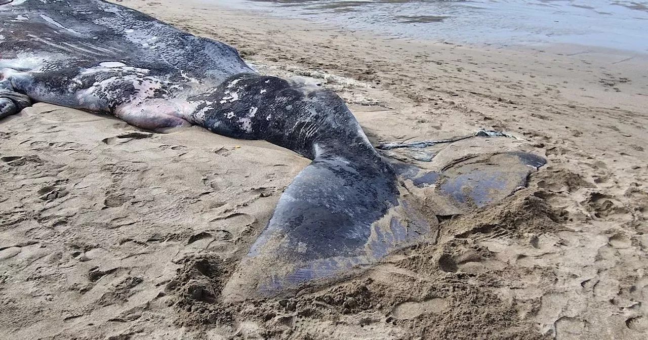 25 tonne Sperm Whale washes ashore on Donegal beach