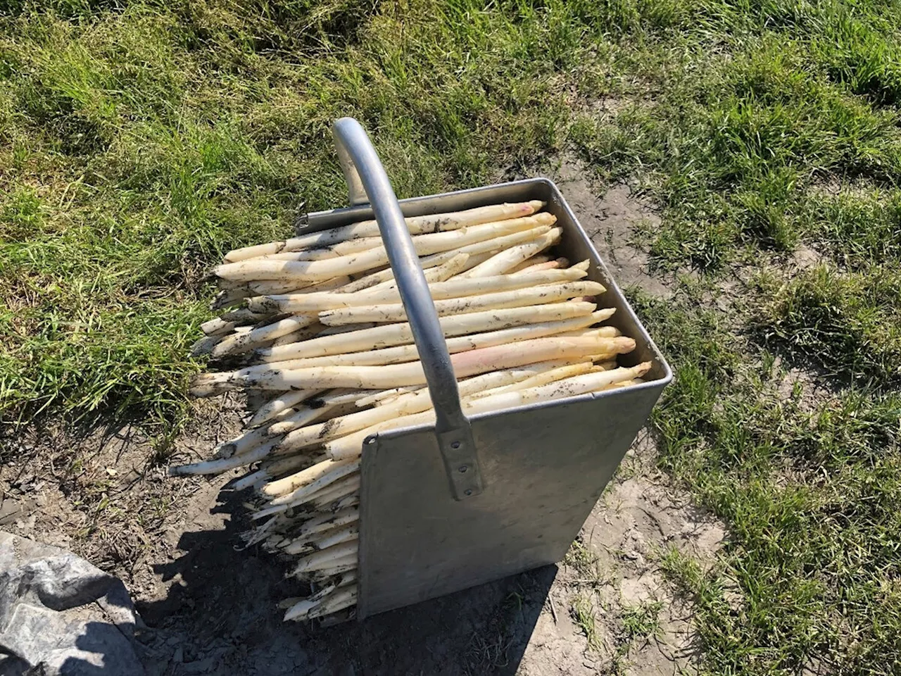 Historischer Frühstart bei der Spargelernte in Österreich