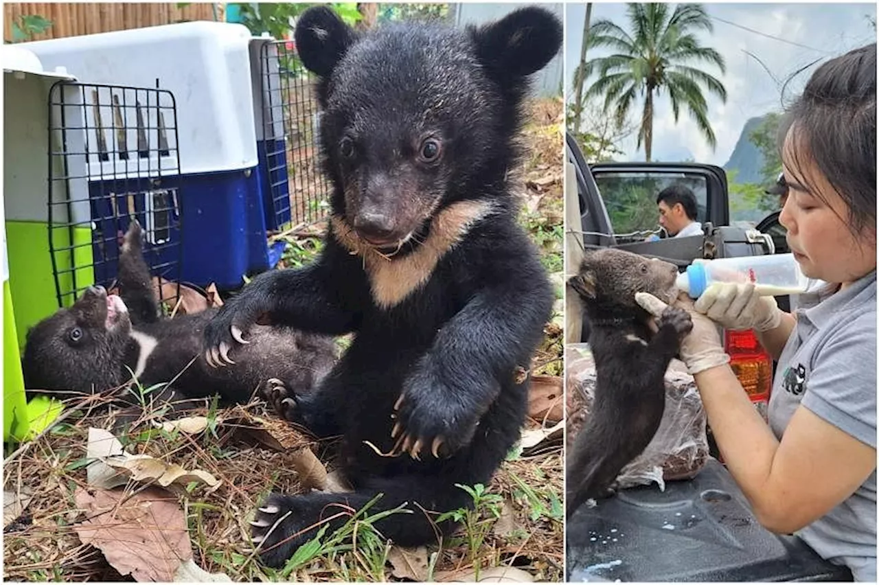 16 bear cubs rescued from home in Laos