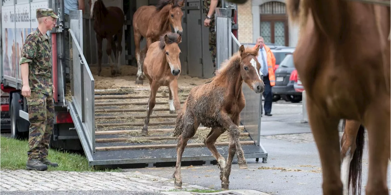 Tierrecht Schweiz: Fall Hefenhofen zeigt, Tiere brauchen Rechte