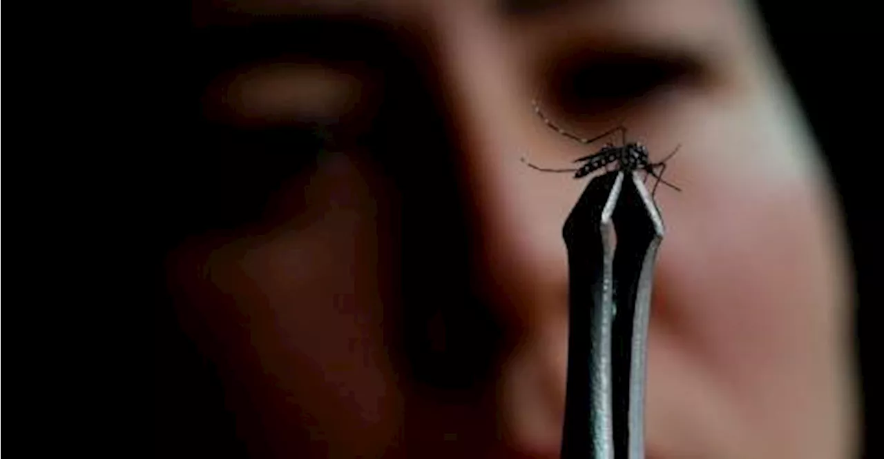 Race is on to make Paris Olympics mosquito-free