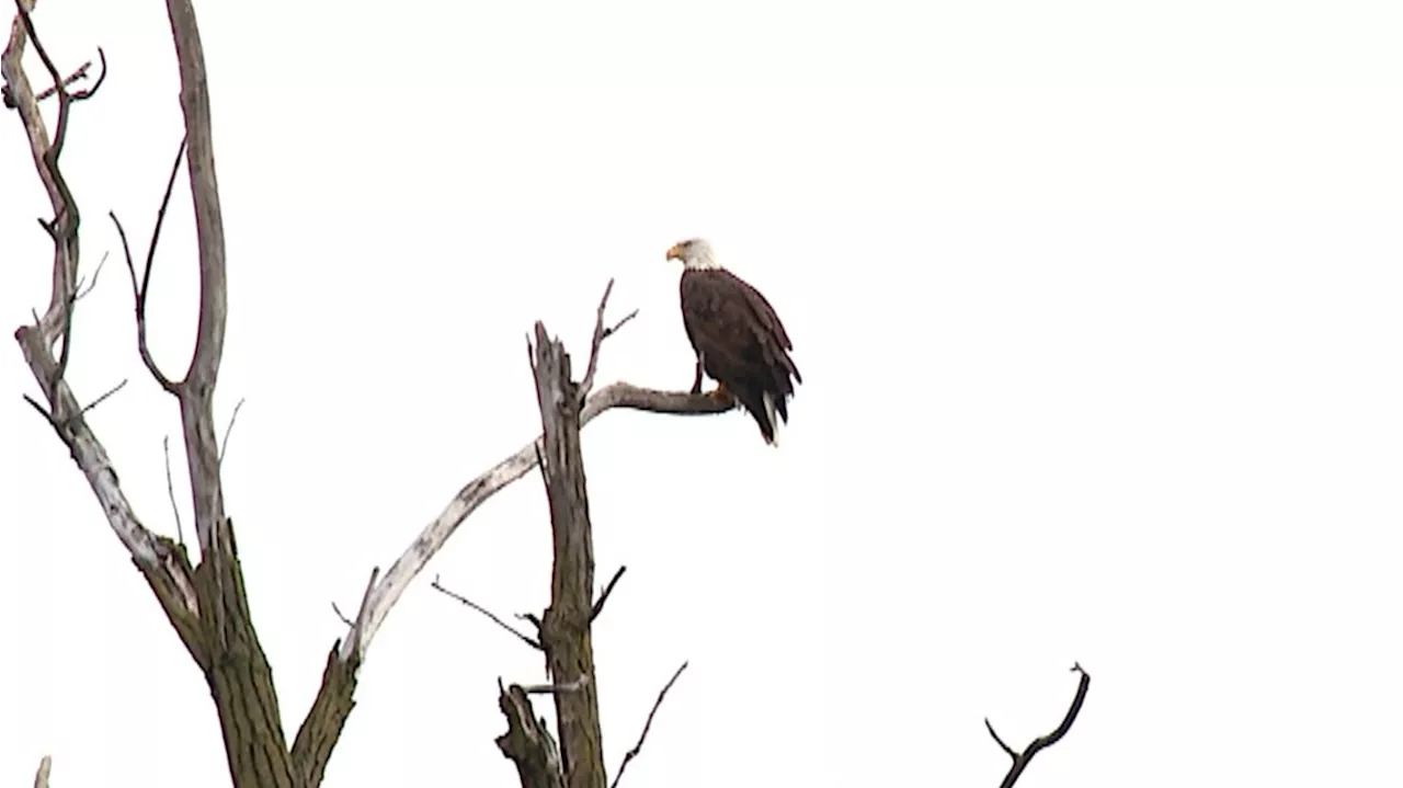 Ohio Division of Wildlife says female eagle went missing from nest in Columbus earlier this month