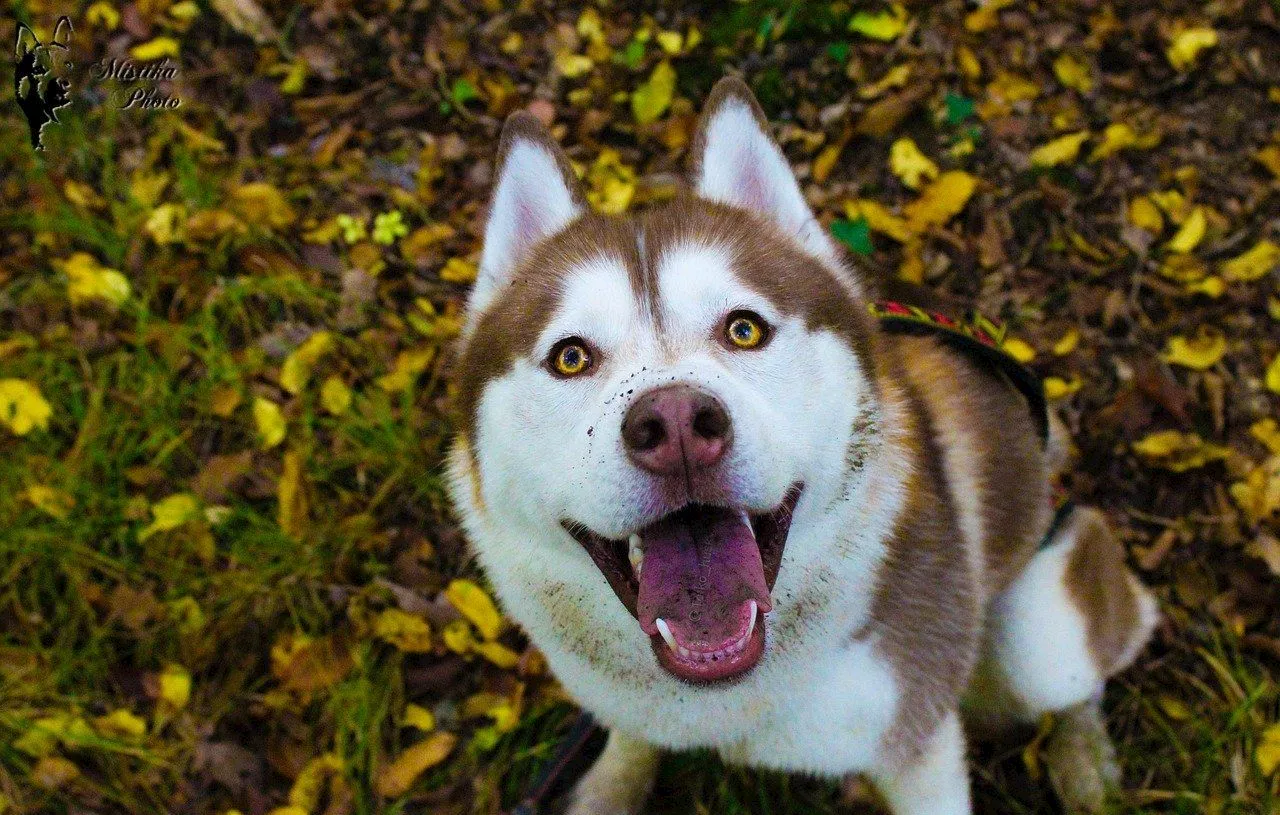 Les chiens nous comprennent quand on leur parle, selon une nouvelle étude