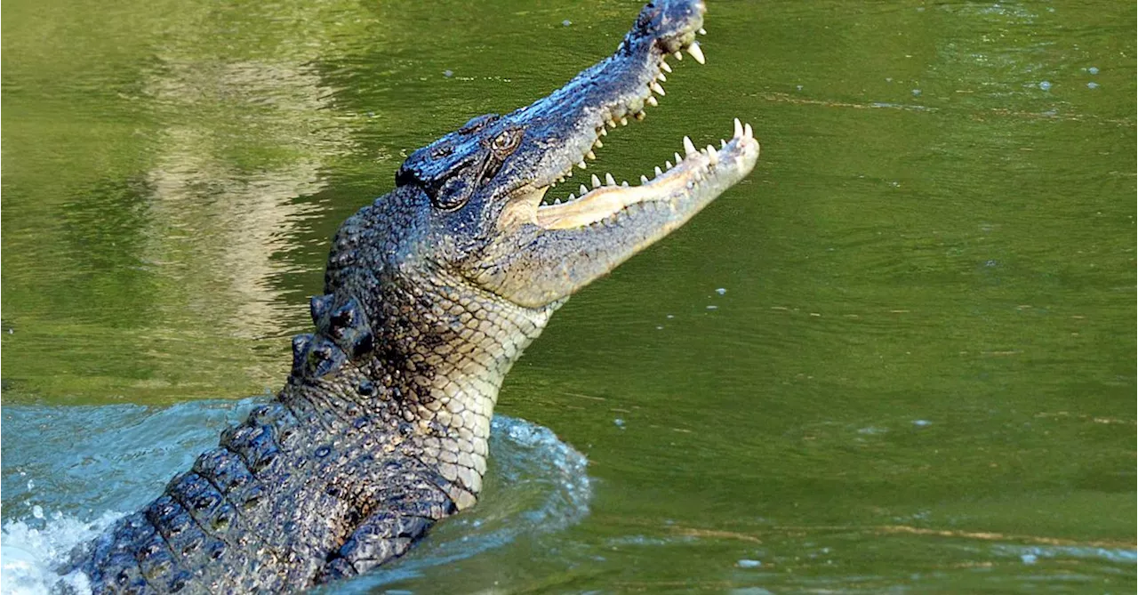 Australian Defence Force seeks deal on crocodile attack work safety charge