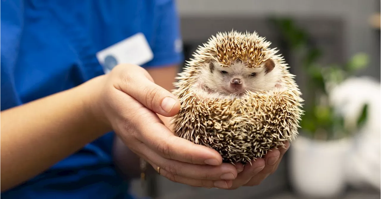 Illegally trafficked African hedgehogs seized by police in Victoria