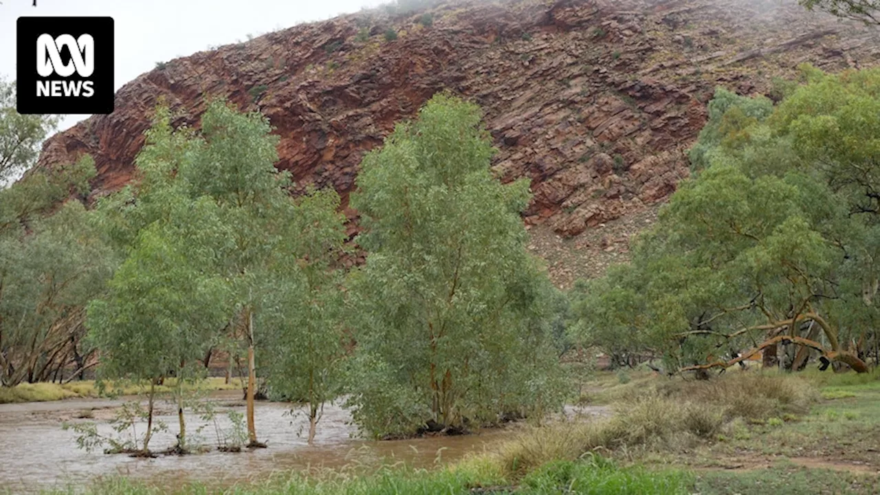 Southern NT cattle producers 'blessed' with steady rain around Alice Springs, Todd River flows