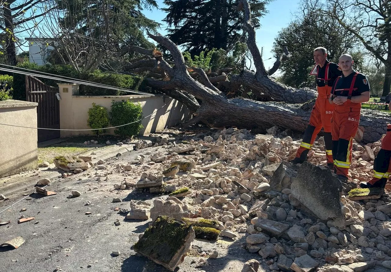 Ce gigantesque arbre s'abat sur un parc : un drame évité dans le Tarn