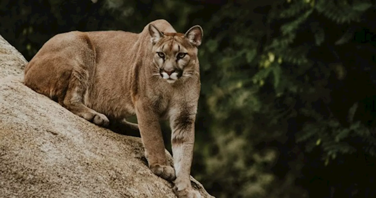 Mountain lion kills man, injures brother in rare California fatal attack