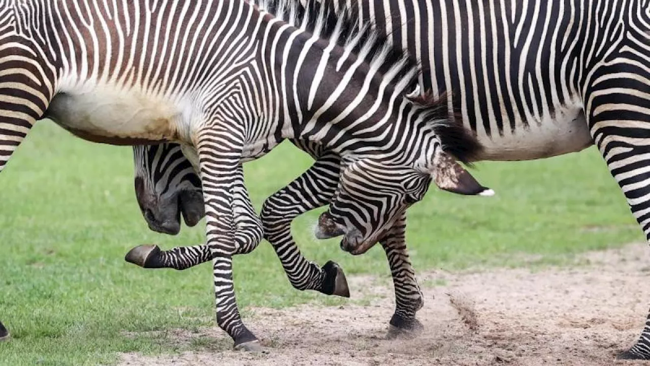 Männchen sind meist größer als Weibchen, oder?