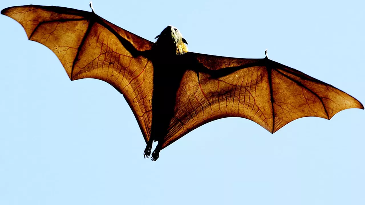 Quand l'hibernation des chauves-souris retarde la démolition d'une tour à Bourges