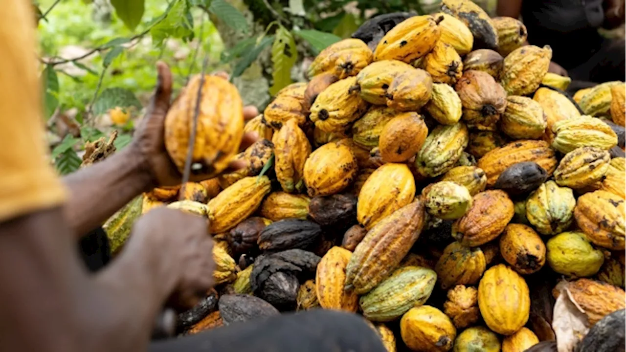 Cocoa Crisis Deepens With Ghana Set to Lose Access to Bank Loan