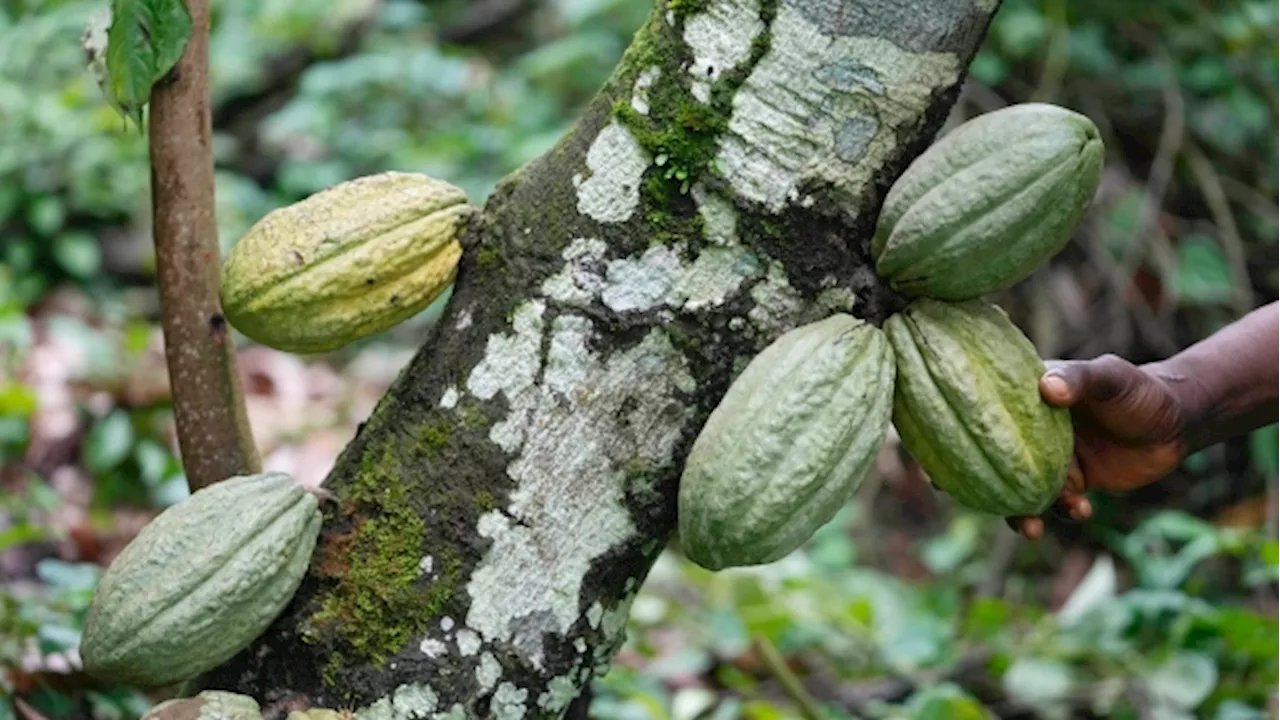 Higher chocolate prices part of wider trend as climate, other factors disrupt supply