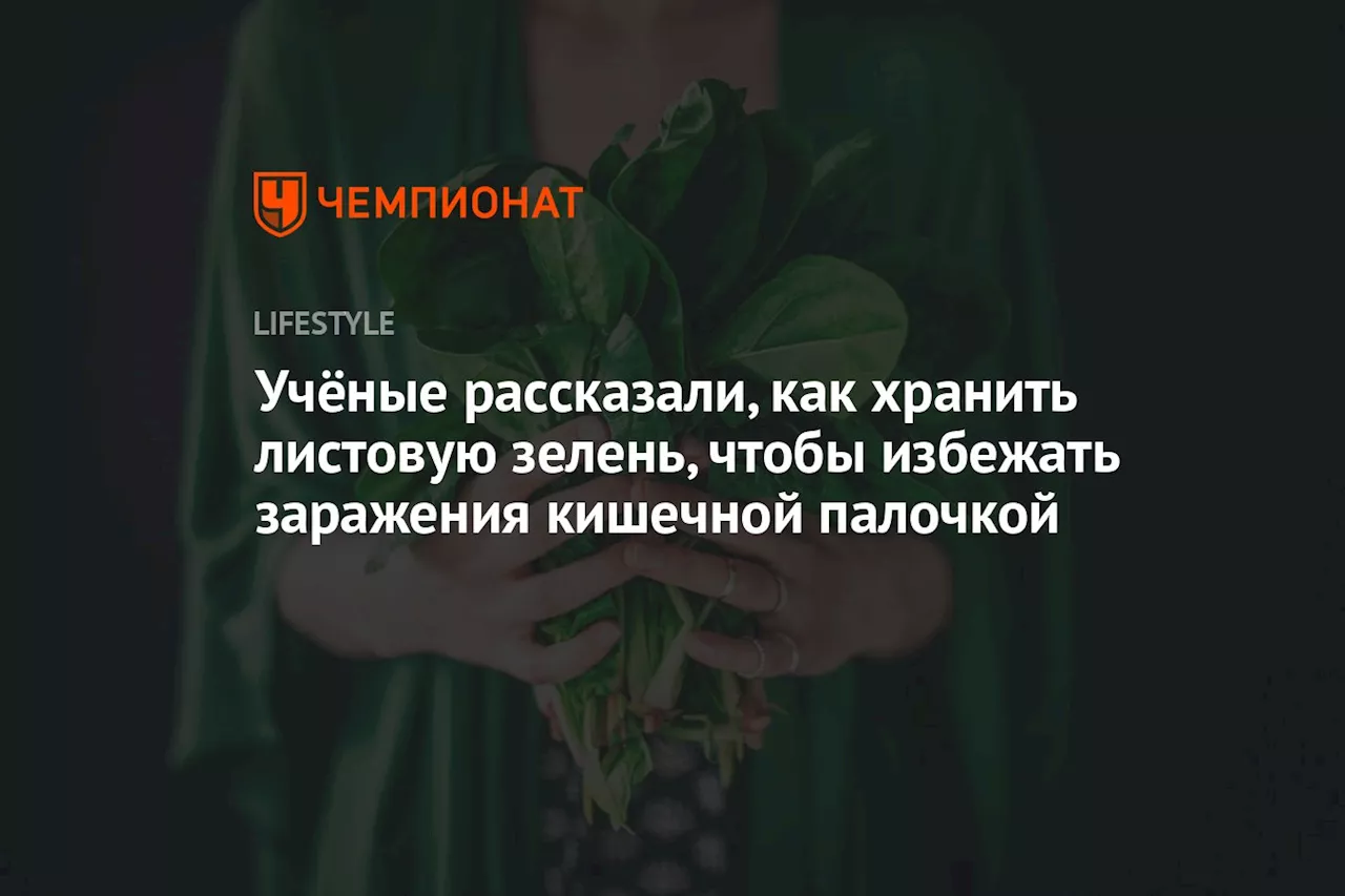 Учёные рассказали, как хранить листовую зелень, чтобы избежать заражения кишечной палочкой