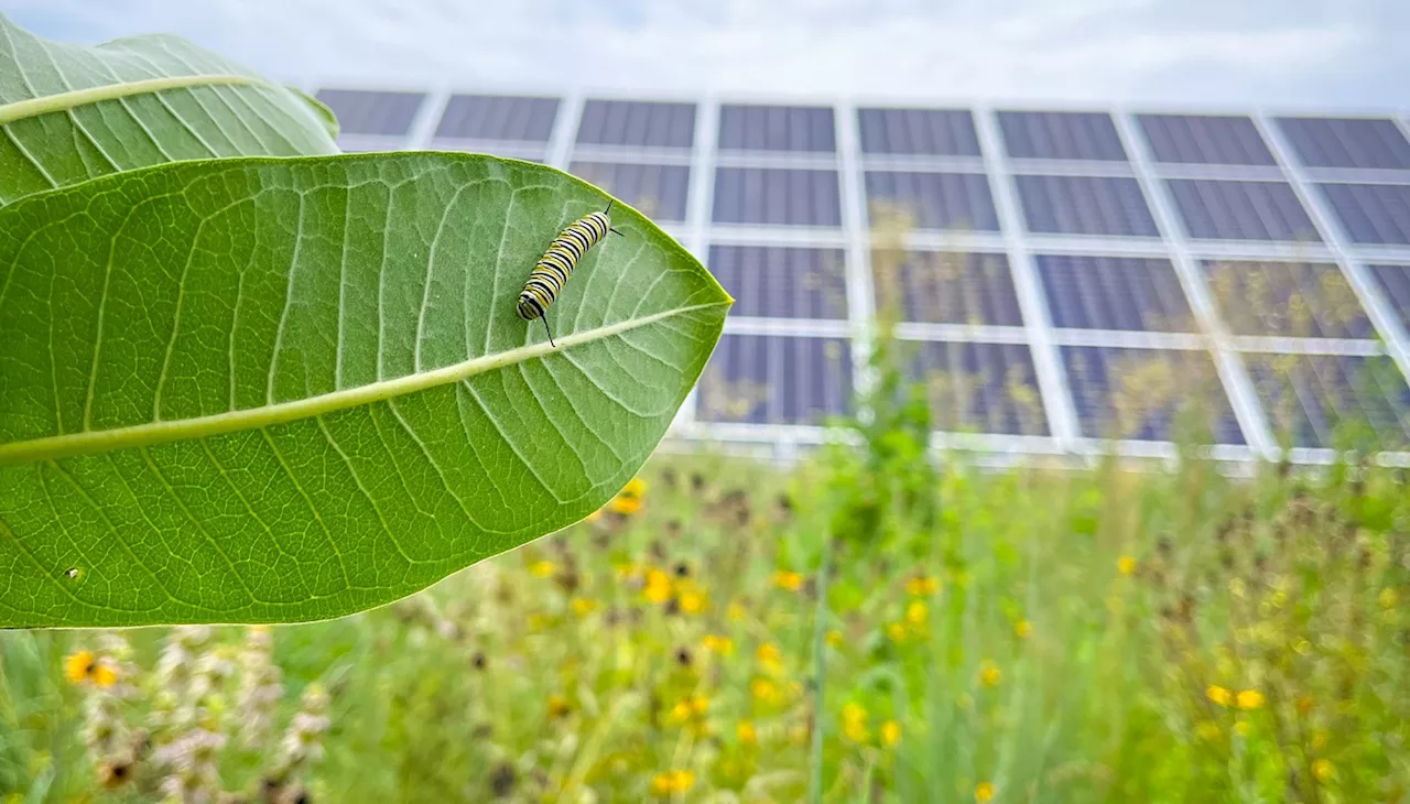 Massive Ohio Solar & Agrivoltaic Project Has Locals Riled Up