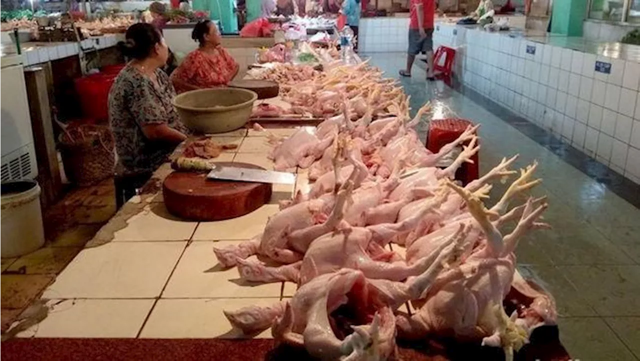 Harga Daging Ayam di Jakarta 'Meledak' Tembus Rp55.000/ Kg, Efek Apa?