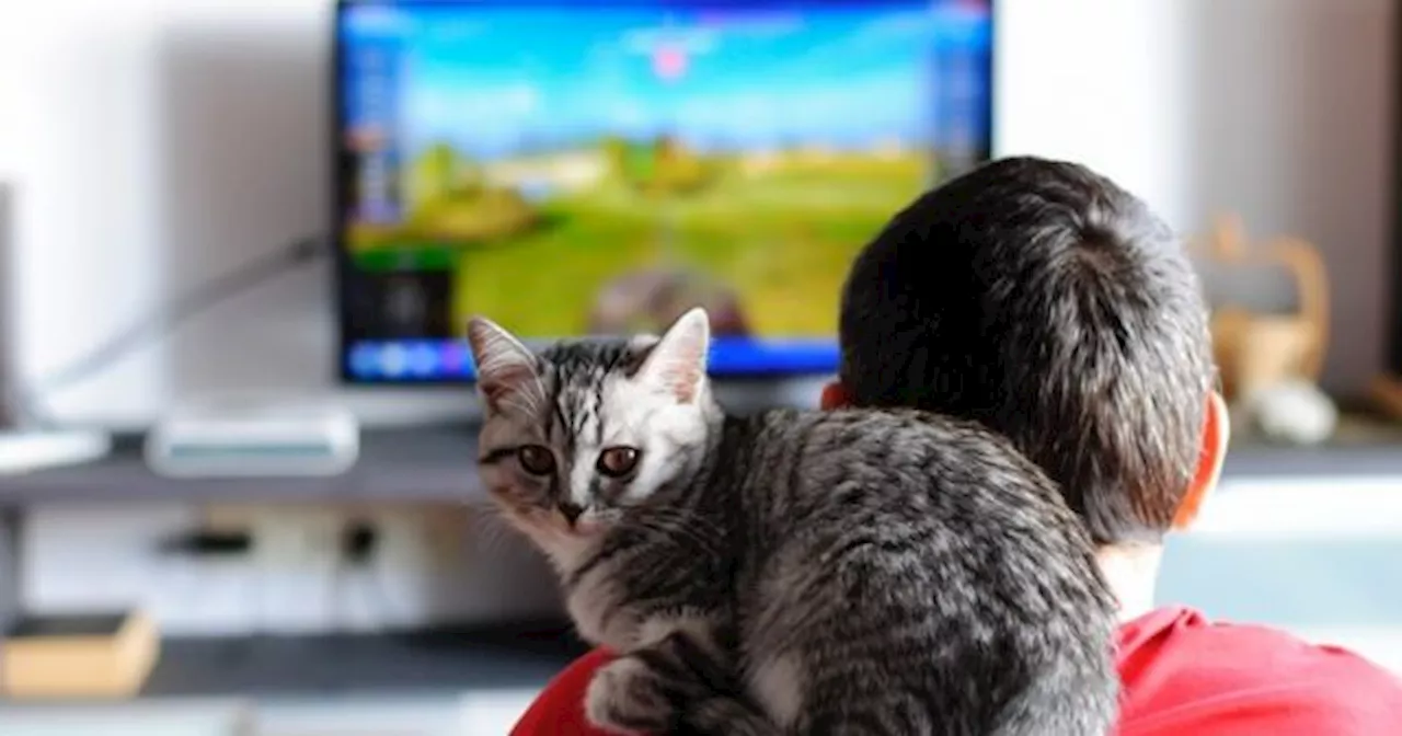 Los ESTUDIOS CIENTÍFICOS que revelaron qué ven los PERROS y GATOS cuando miran el TELEVISOR