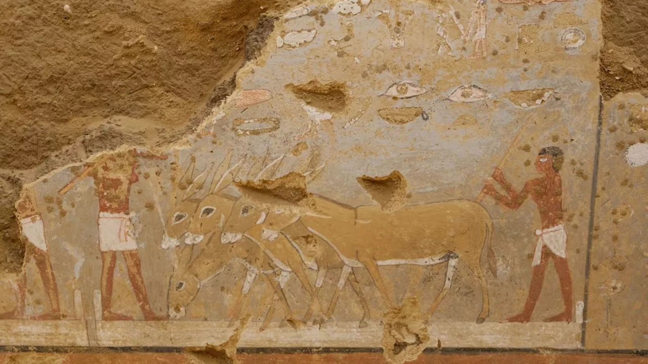 Colourful paintings of daily life uncovered in 4,300-year-old Egyptian tomb