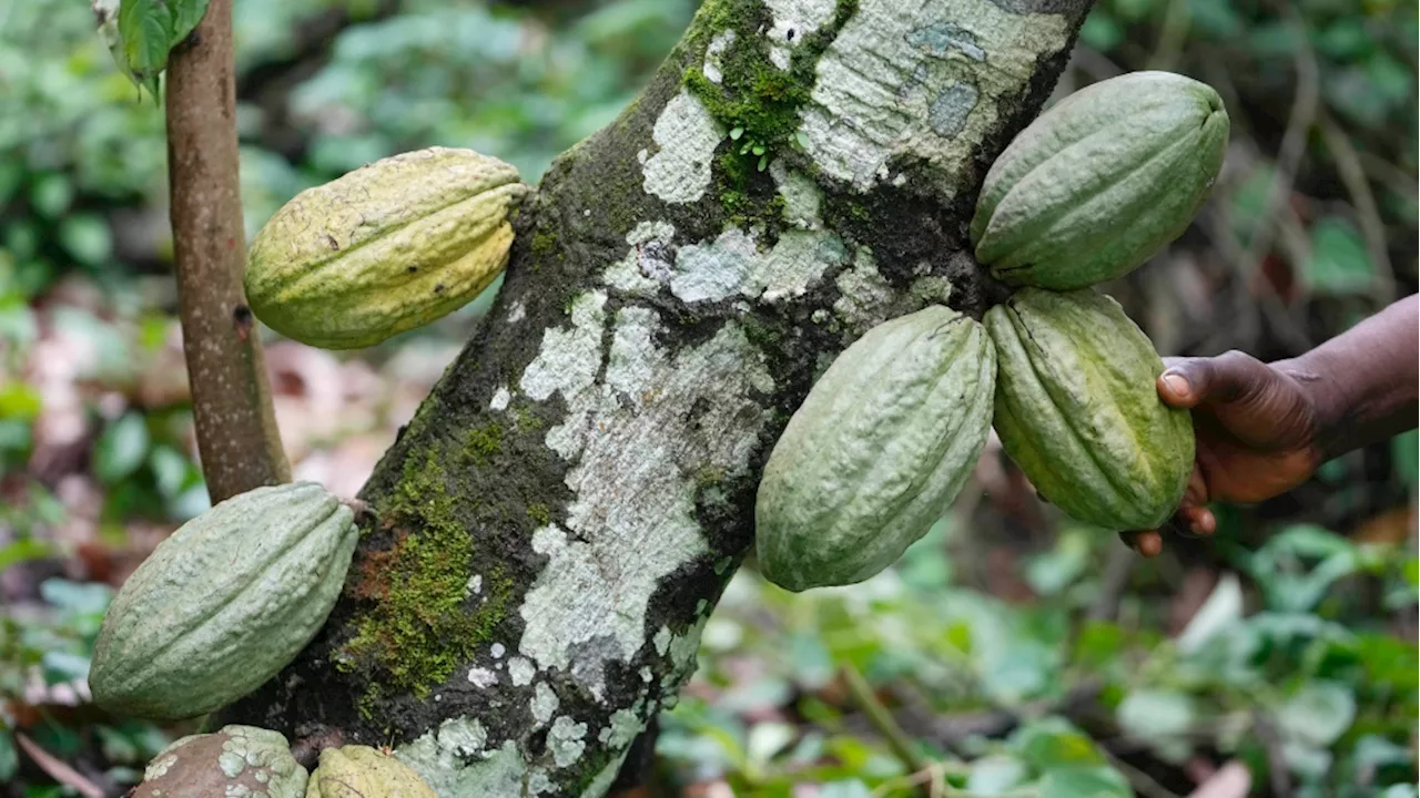 Higher chocolate prices part of wider trend as climate, other factors disrupt supply