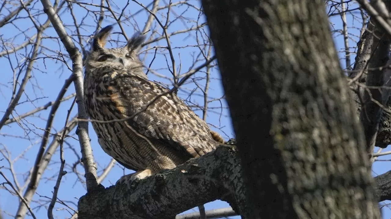 New York owl Flaco was exposed to pigeon virus and rat poison before death, tests show