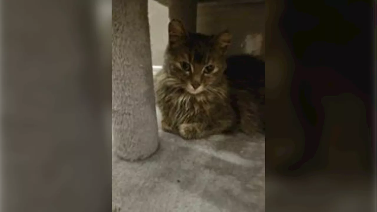 Search ongoing for pregnant cat lost in the Ottawa airport since Thursday