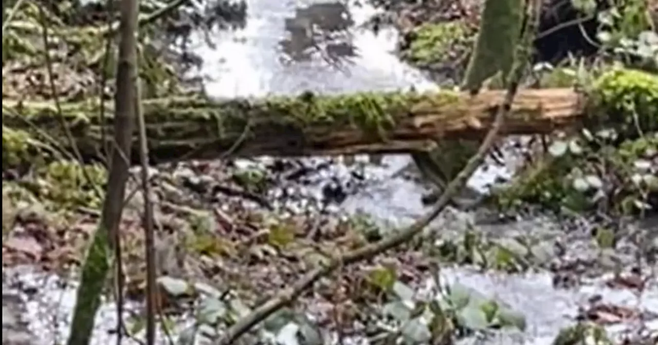 Scottish Water slammed as 'horrific' sewage leak swamps woods near major river