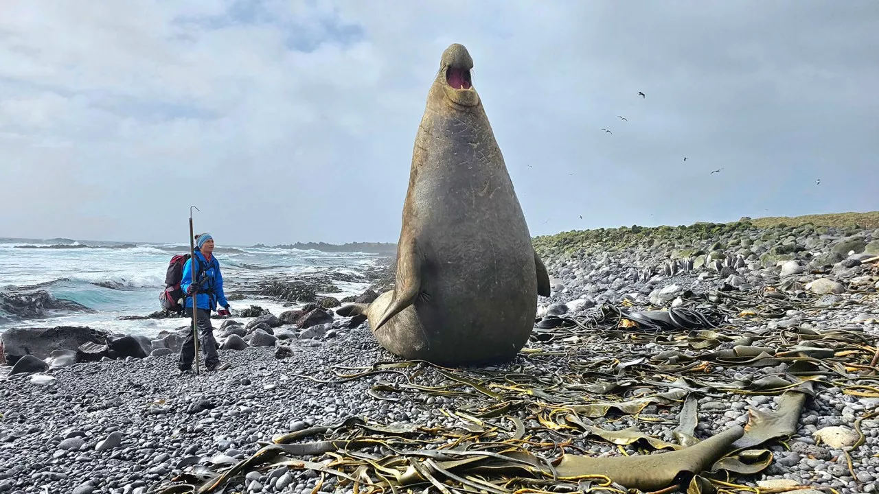 Our year in the wilderness — researching giant seals, killer whales and raw nature