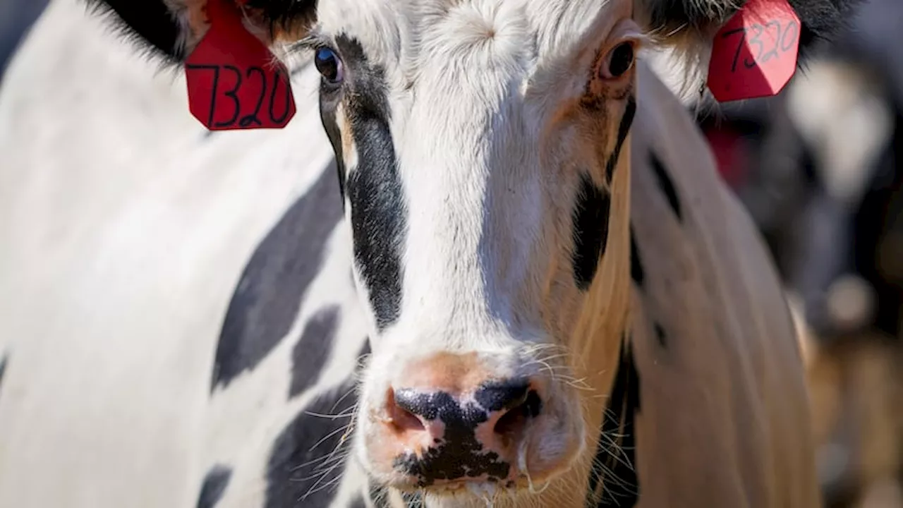 Mystery dairy cow disease in Texas and Kansas identified as bird flu