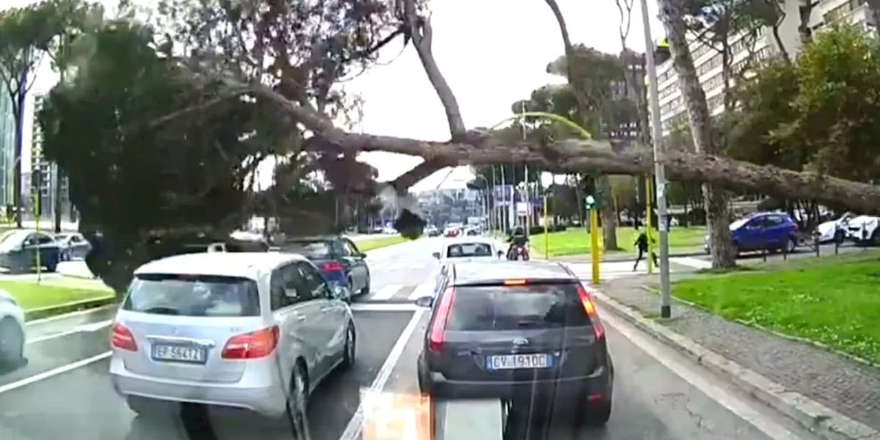 Autos in Rom fahren an Ampel los – plötzlich stürzt ein Baum auf die Straße