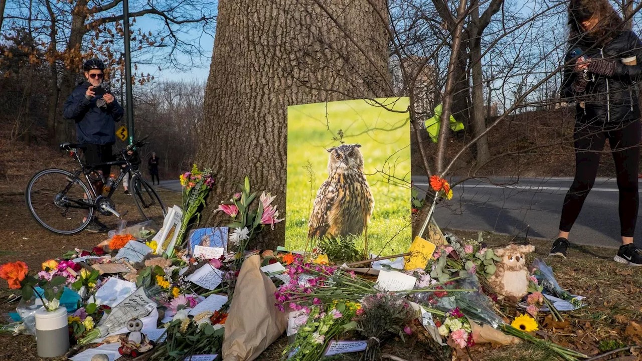 Escaped Central Park Zoo Owl Flaco Had Rat Poison In System At Death