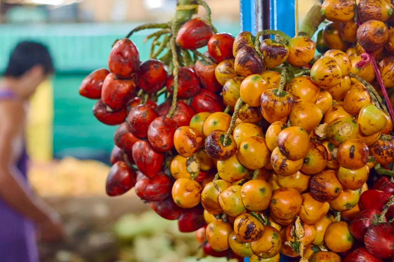 How Are Scientists Saving Colombia’s Delicious Native Palm Species