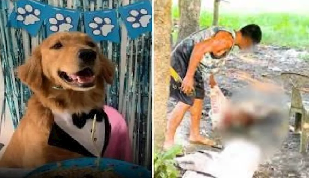 'Killua,' positibo sa rabies, ayon sa PAWS; kaso vs pumatay sa aso, itutuloy