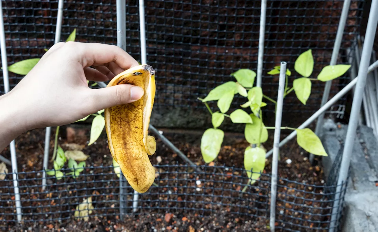 Profi-Trick für üppige Pflanzen: So setzt du Bananenschale als Dünger im Garten ein