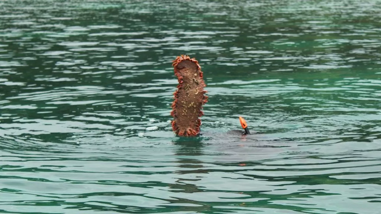 Berkah Melimpah dari Laut yang Dijaga