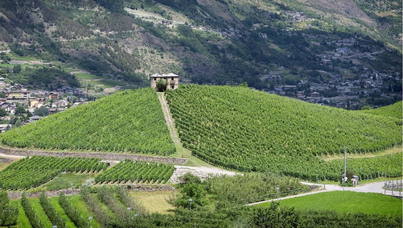 Tra spumante e rossi, i vini virtuosi della Valle d'Aosta