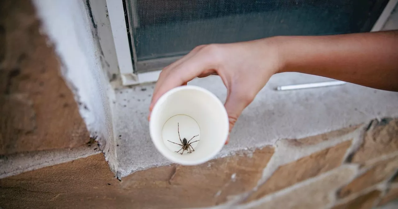 Oh Good ― Putting A Spider Outside Probably Kills It Anyway