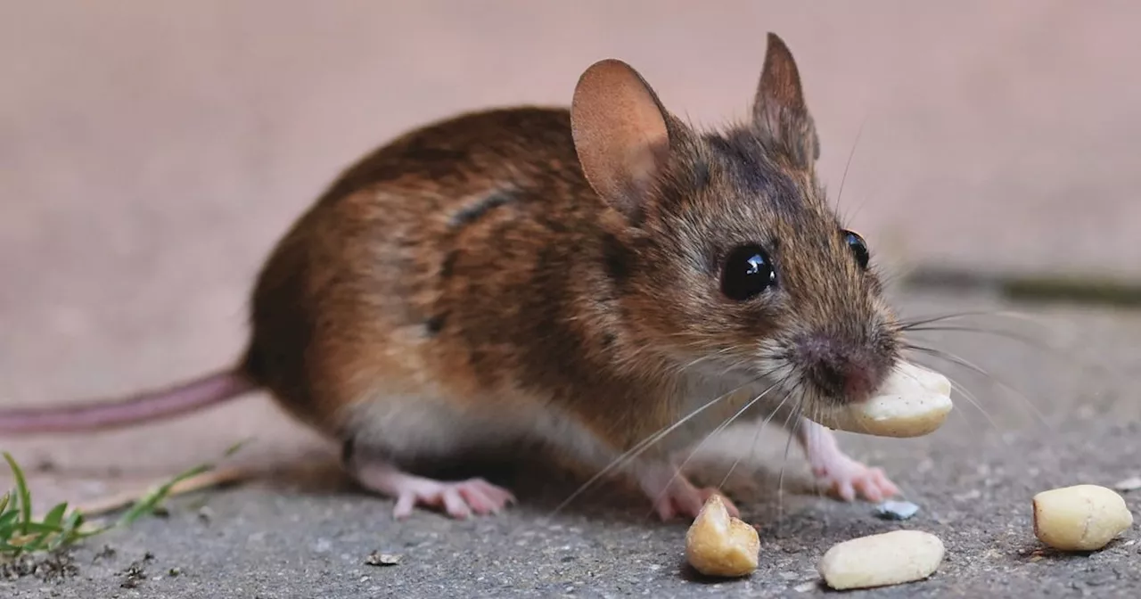 Dead mouse in strawberries & worms in dumplings top Irish food complaints 2023