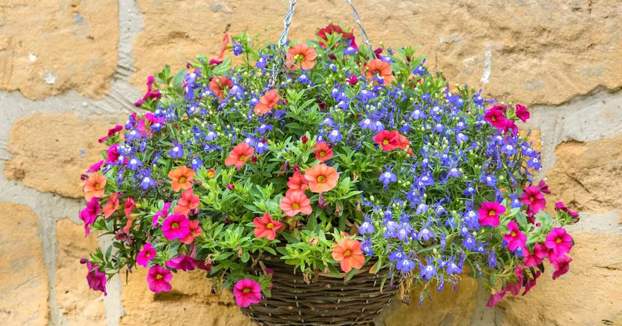 Tracking device used to trace stolen hanging baskets to woman’s Co Cork home